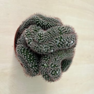 Mammillaria cristata