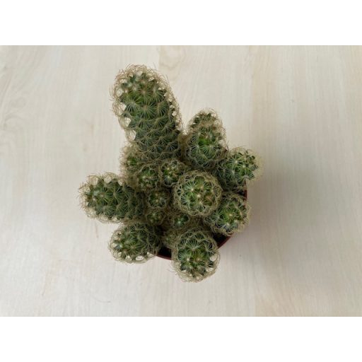 Mammillaria elongata