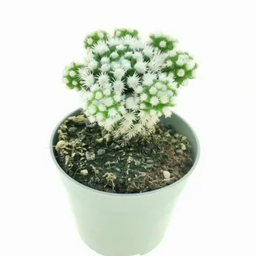 Mammillaria gracilis 'Arizona Snowcap'