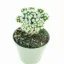 Mammillaria gracilis 'Arizona Snowcap'