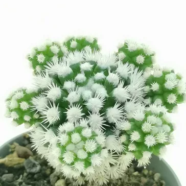 Mammillaria gracilis 'Arizona Snowcap'