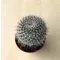 Mammillaria hahniana