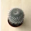 Mammillaria hahniana