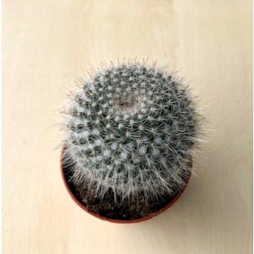 Mammillaria hahniana