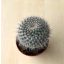 Mammillaria hahniana