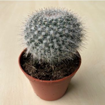 Mammillaria hahniana