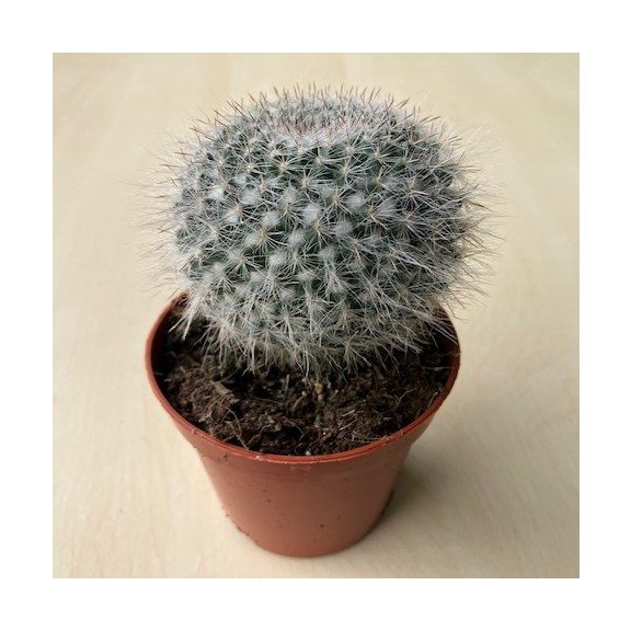 Mammillaria hahniana