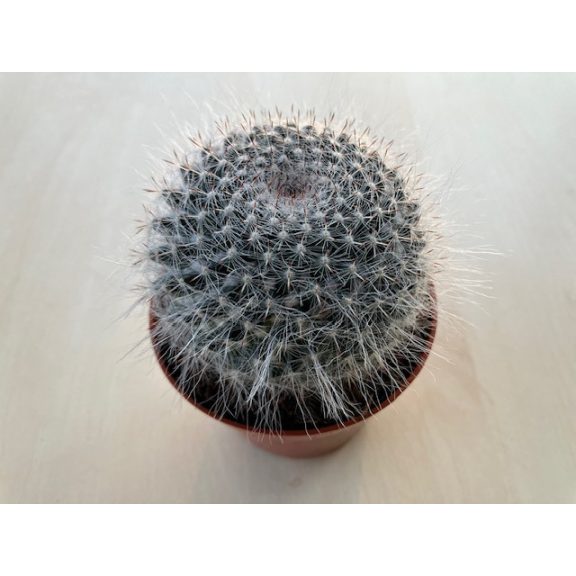 Mammillaria hahniana