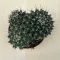 Mammillaria karwinskiana subsp. nejapensis 'Silver Arrows' 