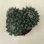 Mammillaria karwinskiana subsp. nejapensis 'Silver Arrows' 
