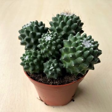 Mammillaria magnimamma