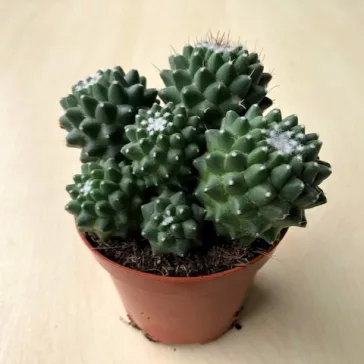 Mammillaria magnimamma
