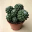 Mammillaria magnimamma
