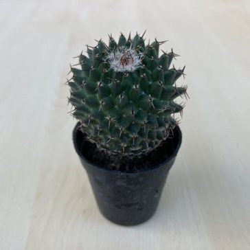 Mammillaria magnimamma