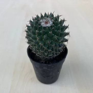 Mammillaria magnimamma