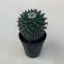 Mammillaria magnimamma