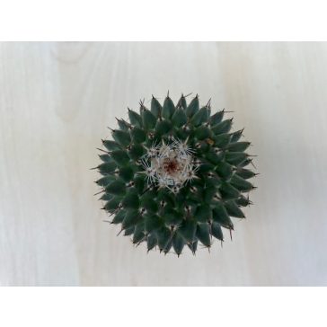 Mammillaria magnimamma