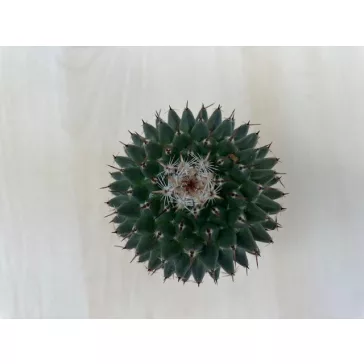 Mammillaria magnimamma