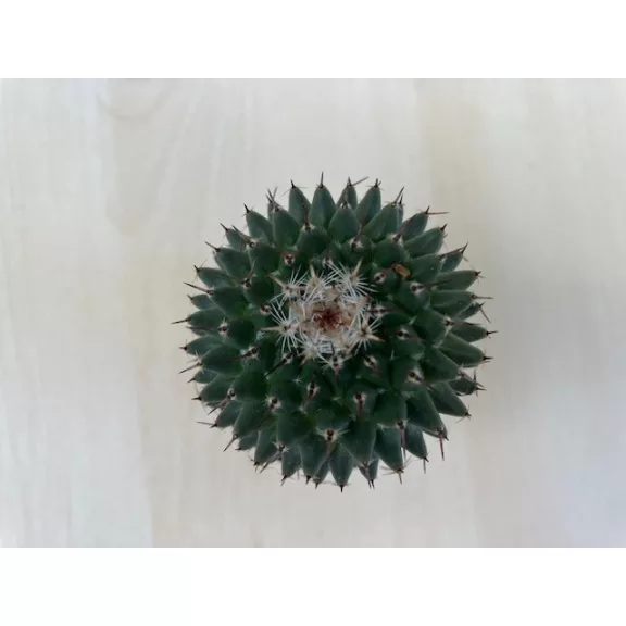 Mammillaria magnimamma