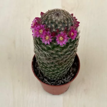 Mammillaria matudae
