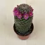 Mammillaria matudae