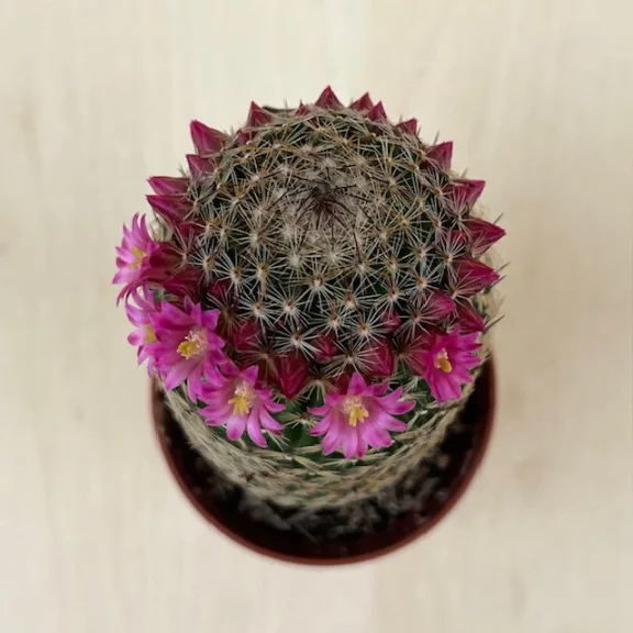 Mammillaria matudae