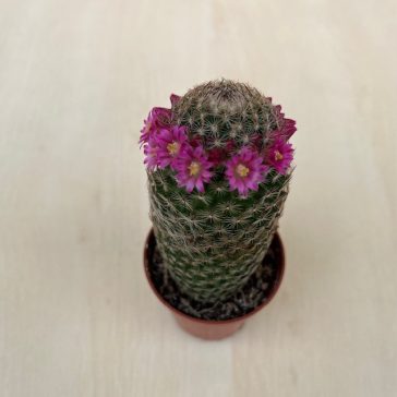 Mammillaria matudae