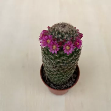 Mammillaria matudae