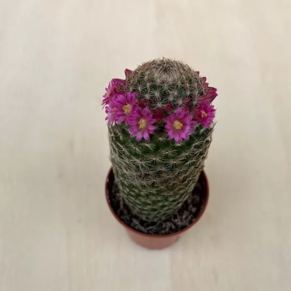 Mammillaria matudae