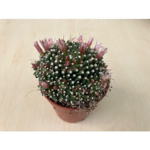 Mammillaria painteri - Twin-spined cactus