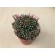 Mammillaria painteri - Twin-spined cactus
