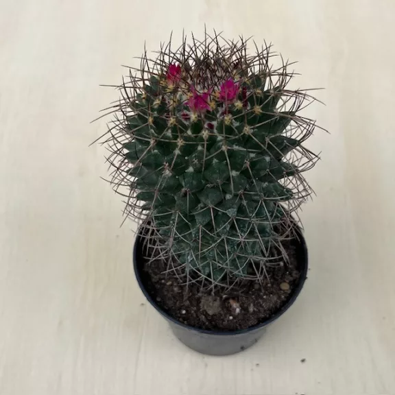 Mammillaria phaeacantha Mammillaria phaeacantha