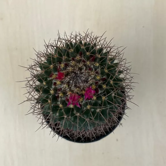 Mammillaria phaeacantha Mammillaria phaeacantha