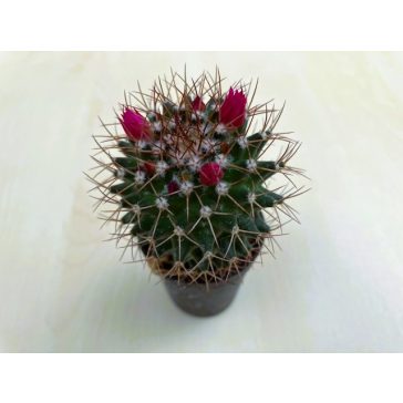 Mammillaria phaeacantha