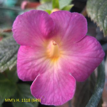 Hot Water Plant 'MM's  H. 1118'