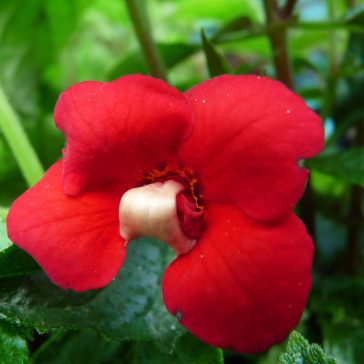 Hot Water Plant 'Nero'