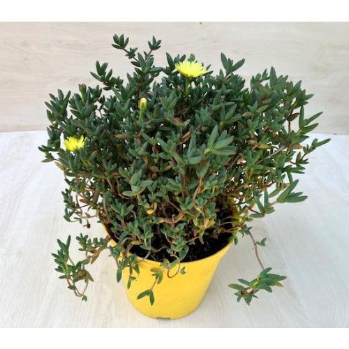 Messembryanthenum