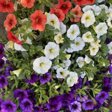 Calibrachoa"Million bells"