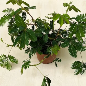 Mimosa pudica