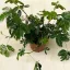 Mimosa pudica