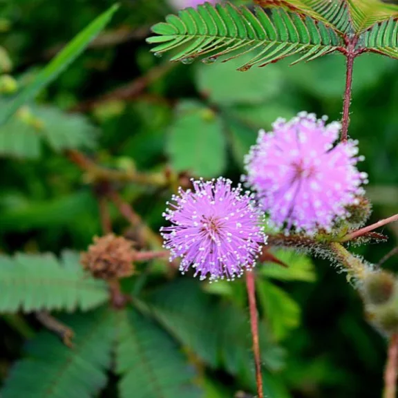 Mimosa pudica