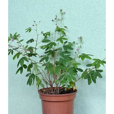 Mimosa pudica