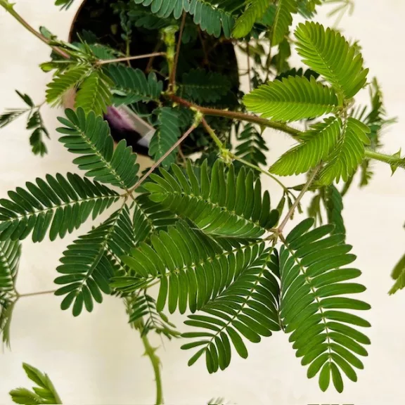Mimosa pudica
