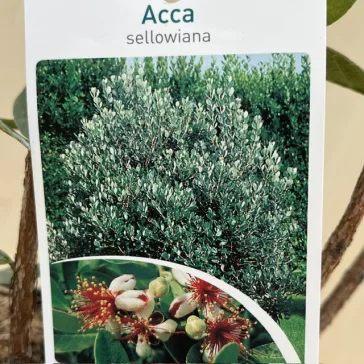 Acca sellowiana