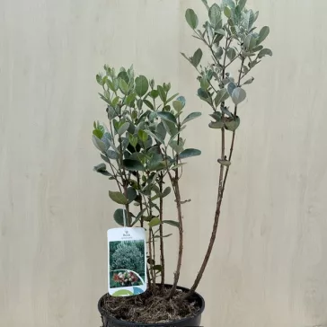 Acca sellowiana