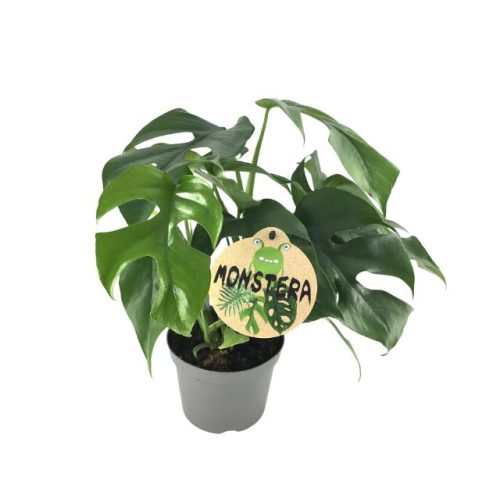 Mini Monstera (Rhaphidophora tetrasperma)