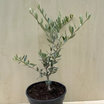 Olea europaea 'Taggiasca'