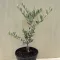 Olea europaea 'Taggiasca'