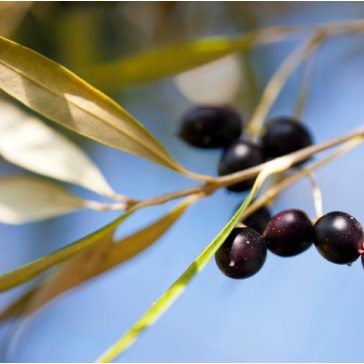 Olea Europaea 'Cipressino'