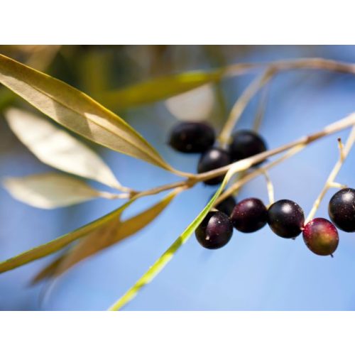 Olea Europaea 'Cipressino'
